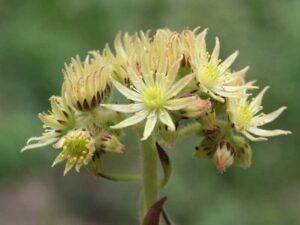 Serpentin Hauswurz - Sempervivum pittonii (Bild: Joachim Brocks)