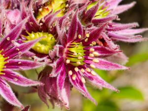 Steirische Berghauswurz (Sempervivum stiriacum) - Bild: Joachim Brocks
