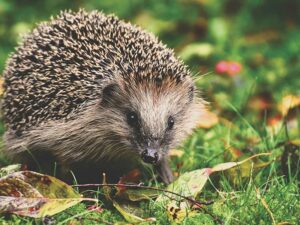 Igel
