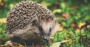 Igel
