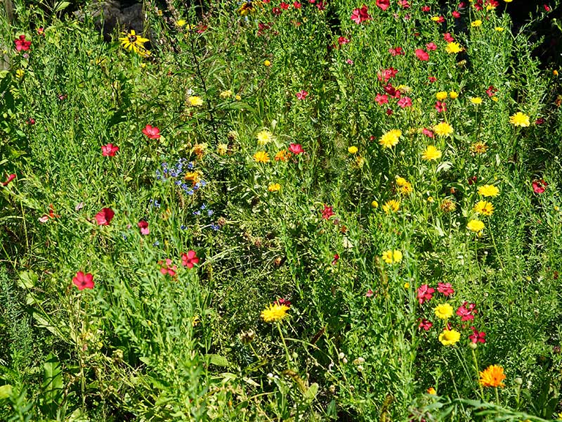 "Natur im Garten" in Reith im Alpbachtal (Bild: ©Leopold Mayrhofer/Natur im Garten)