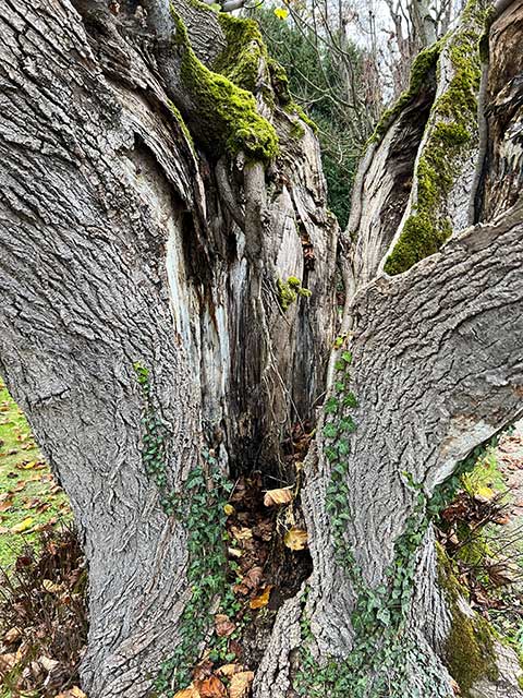 Ein 270 Jahre alter Lindenbaum