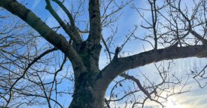 Alter Baum