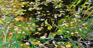 Laub im Teich