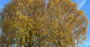 Baum