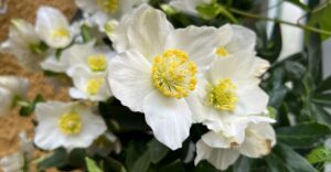 Christrose "Wintergold"