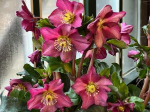 Christrose "Early Red"