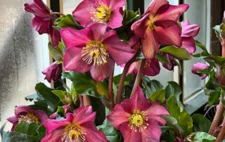 Christrose "Early Red"