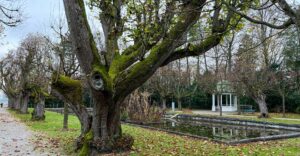 Ein 270 Jahre alter Lindenbaum