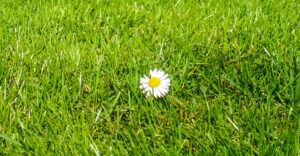 Gänseblümchen im Rasen