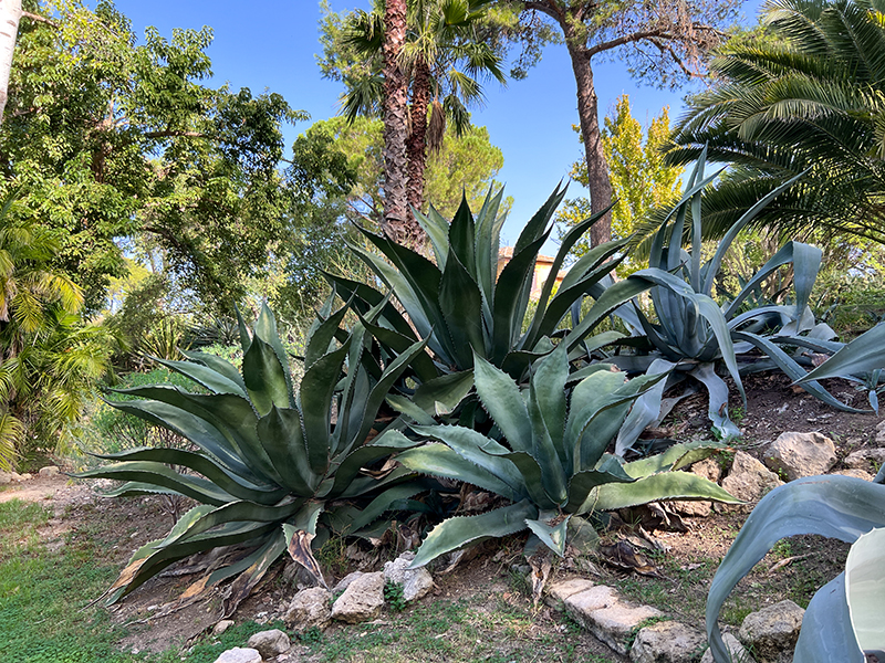 Agaven in der Villa Borghese