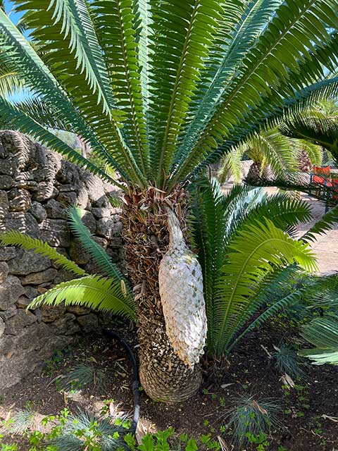 Aussergewöhnliche-Pflanzen-aus-der-ganzen-Welt----San-Giuiliani