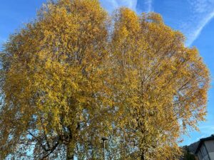 Baum