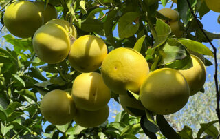 Citrus pracht pur - wohin man auch blickt