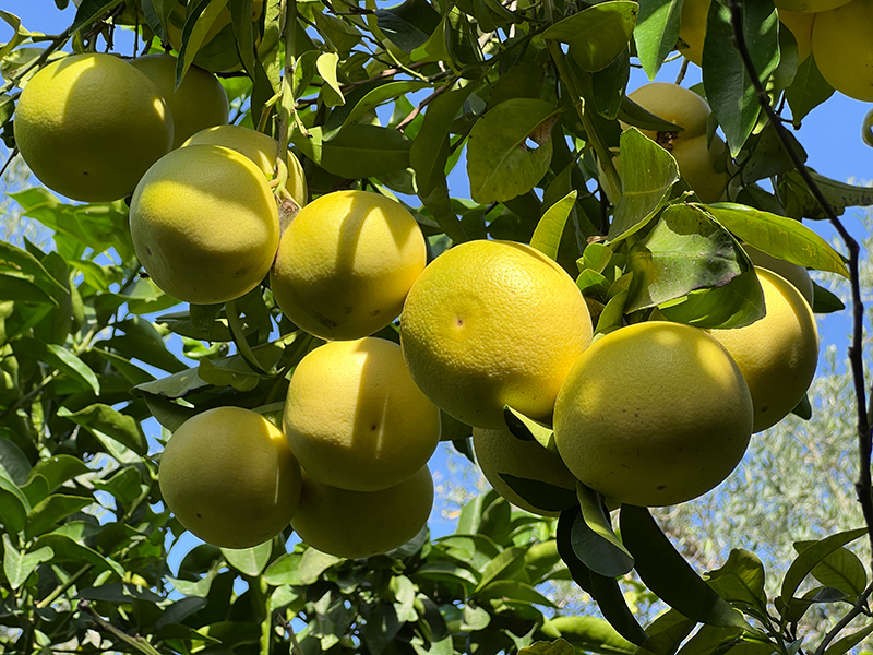 Citrus pracht pur - wohin man auch blickt