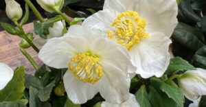 Christrose "Diva"
