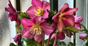 Christrose "Early Red"