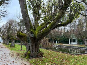 Ein 270 Jahre alter Lindenbaum