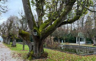 Ein 270 Jahre alter Lindenbaum