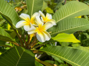 Frangipani - Duft pur