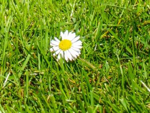 Gänseblümchen im Rasen