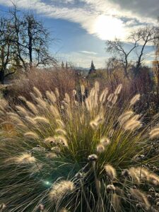 Garten-Funke-Lampenputzergras