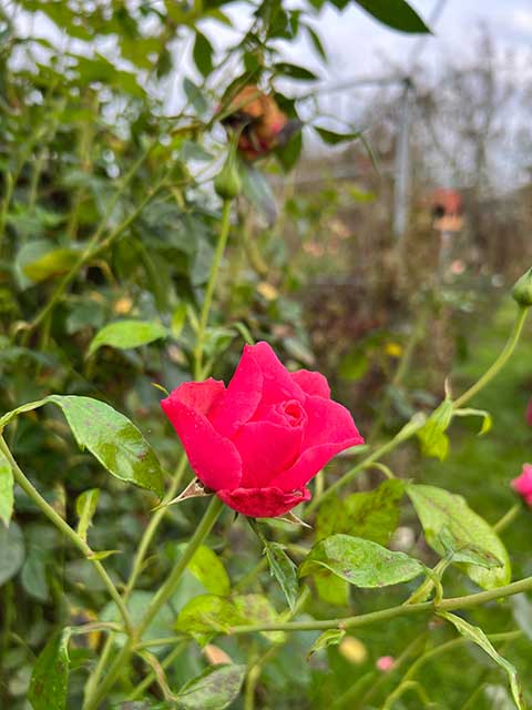 Letzte-Blüten-im-Herbst---Jurisch