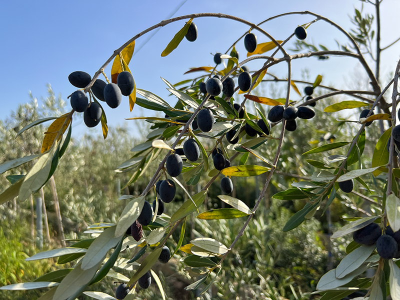 Oliven - auch ein muss auf Sizilien
