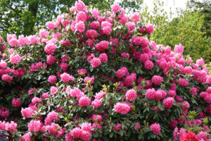 Rhododenron so eit das Auge reicht