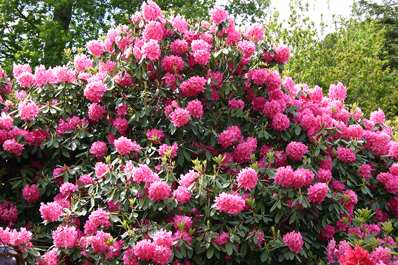 Rhododenron so eit das Auge reicht