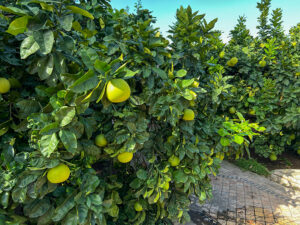 Sizilien ohne Citrus - unvorstellbar