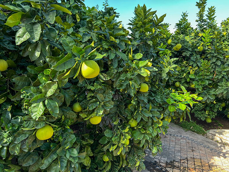 Sizilien ohne Citrus - unvorstellbar