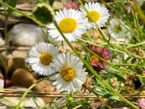 Spanisches Gänseblümchen