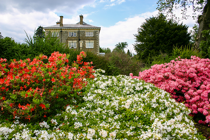 Überall die herrlichen Blüten der Rhododendren