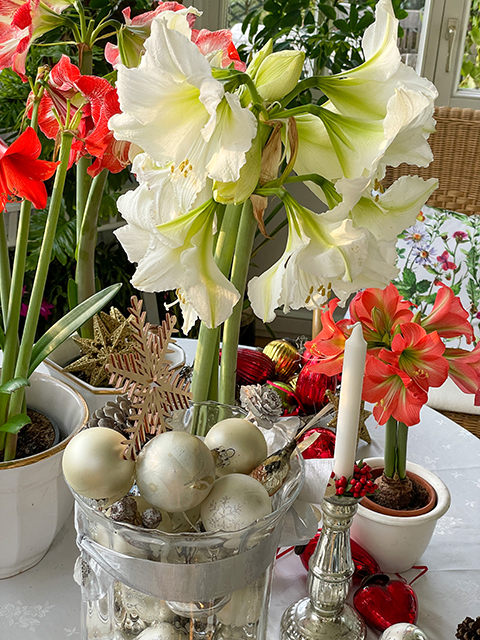 Weihnachtliche Blütenpracht - Amaryllis