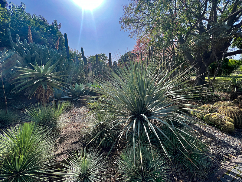 Yucca Pracht mit Sukkulenten