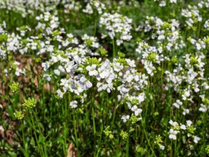Gänsekresse (Bild: Pixabay/Couleur)