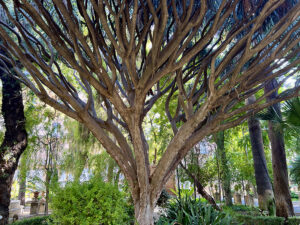 Botanischer Garten Sizilien