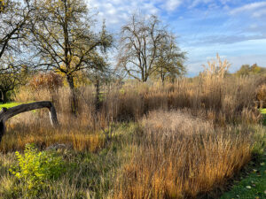 Gräsergarten Funke