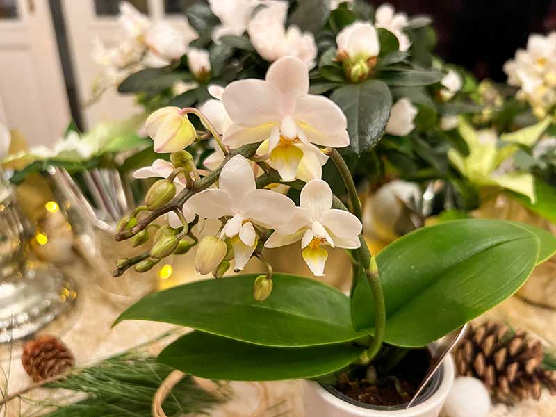 Mini-Orchideen als Deko für Weihnachten