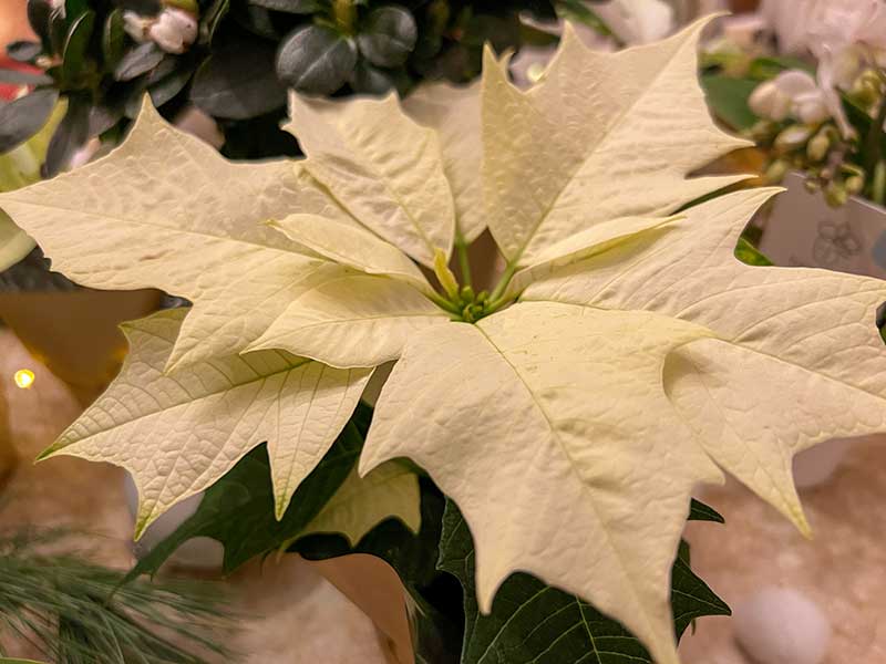 Deko-Idee: So gibt es garantiert eine weiße Blüten-Weihnacht - Biogärtner