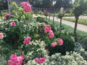 Rosarium in Baden