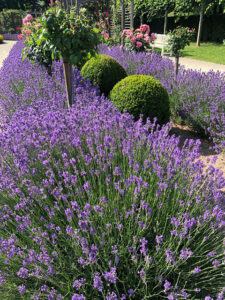 Rosarium in Baden