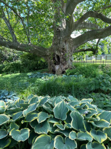 Gartenreise nach Baden