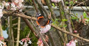 Schmetterling im Garten - eine Naturoase