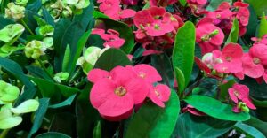 Hot Milii - eine alte Zimmerpflanze als hitzefeste Beetblume