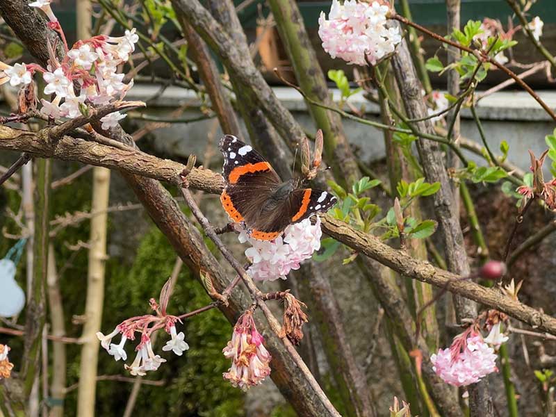 Schmetterling im Garten - eine Naturoase