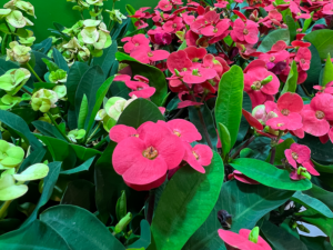 Hot Milii - eine alte Zimmerpflanze als hitzefeste Beetblume