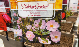 Rosen mit Blüten für Insekten