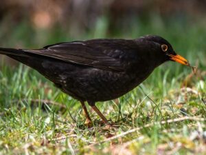 Amsel